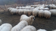 sheep station maramures