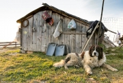 sheep station maramures breb