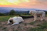 sheep station maramures