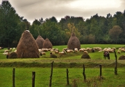 sheep in maramures