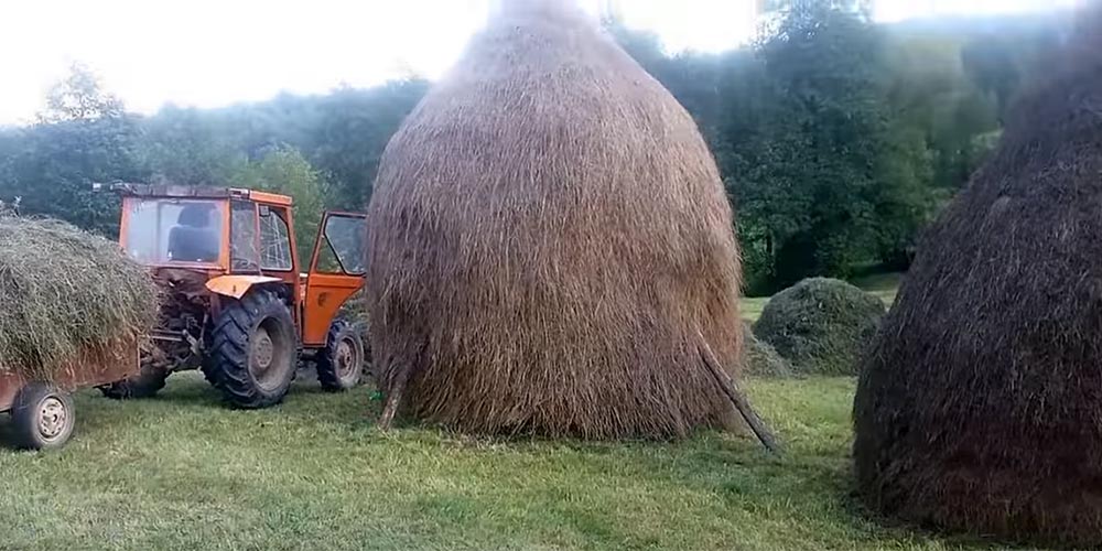The making of haystack in Maramures